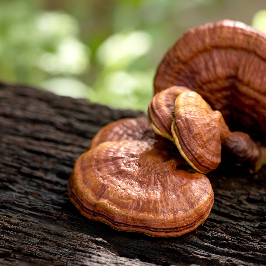 Reishi mushrooms growing in their natural environment in the woods on a tree.
