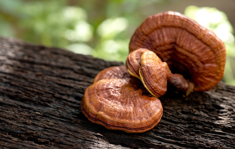 Reishi mushrooms growing in their natural environment in the woods on a tree.