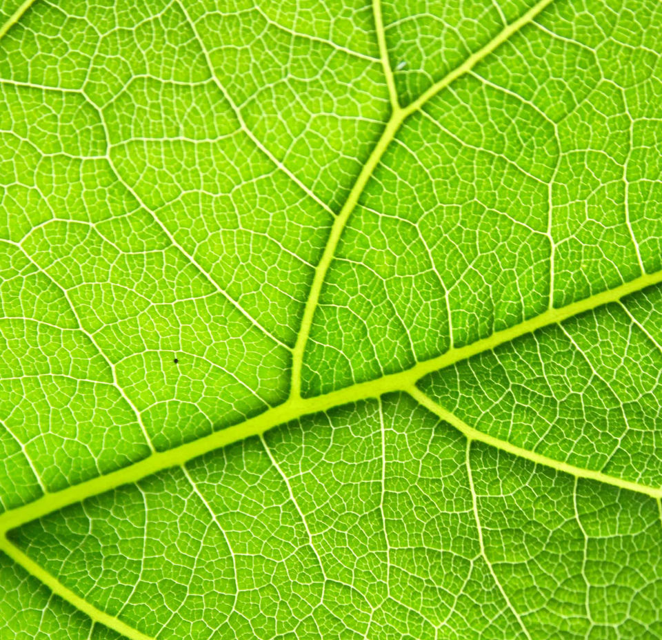 Close-up of the veins of a green leaf.
