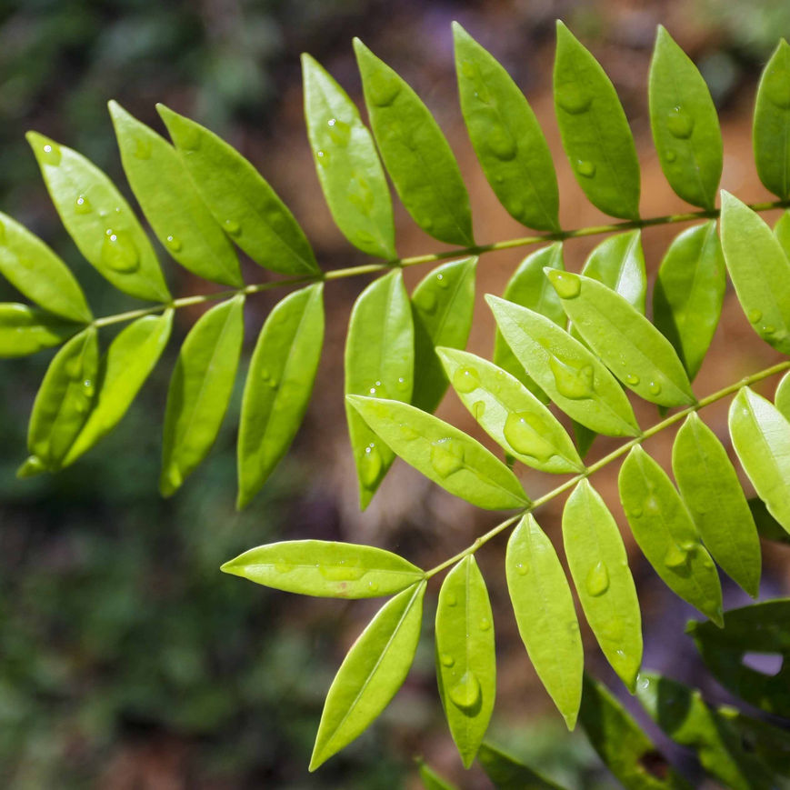 Longjack (Eurycoma longifolia) plant growing in good soil.