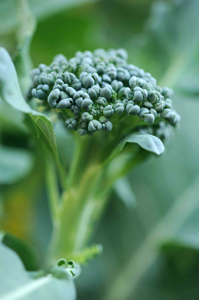 A broccoli floret growing on a stalk.