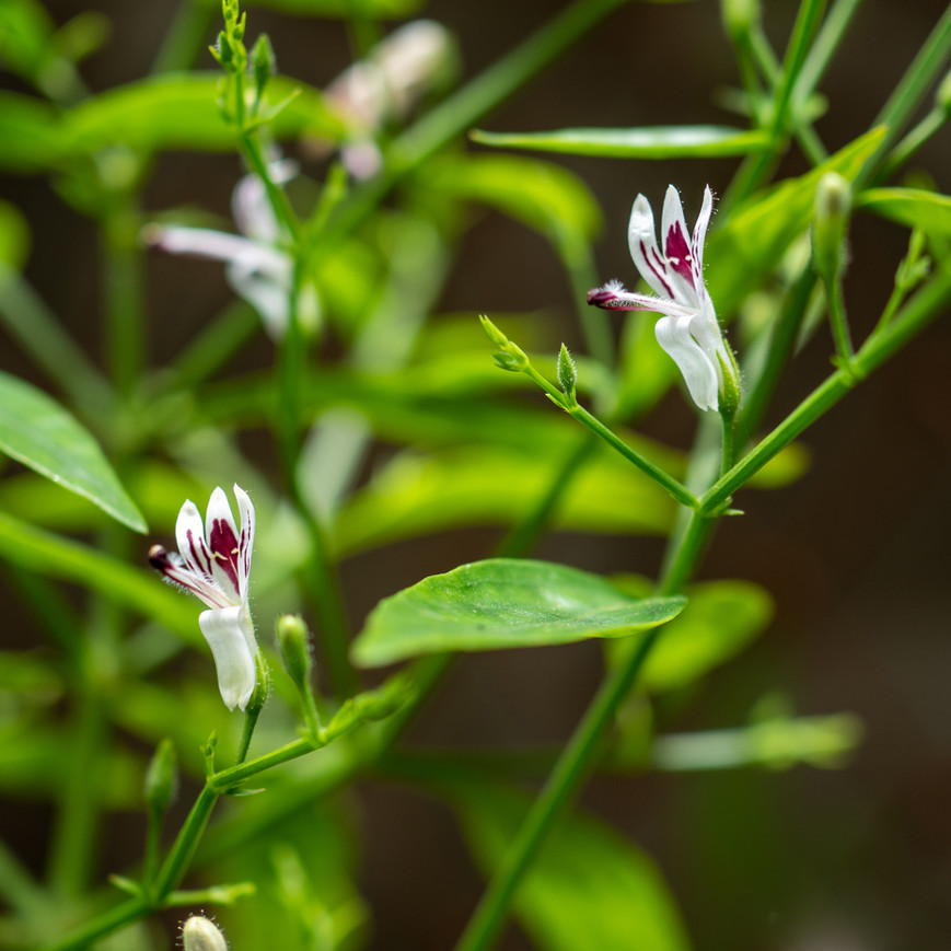 Andrographis paniculata flowers in bloom with green leaves.