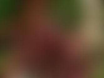 Dramatic contrast helps make this planter with Begonia Lady Francis really pop in front of a "V