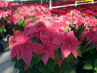 Jumbo poinsettias are available until early December, please place your order before Thanksgiving.