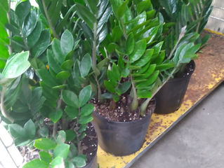 Zamioculcas or ZZ Plant