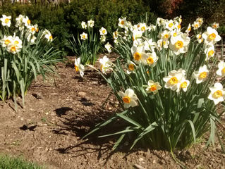 The glory of Spring blooming daffodils!