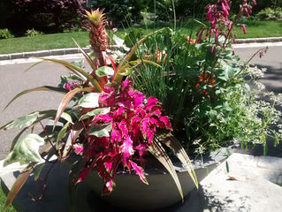 Low mixed bowl planter