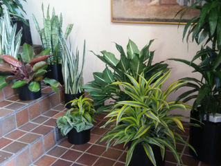 Low light plants