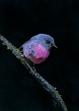 pink robin, drawing of a pink robin
