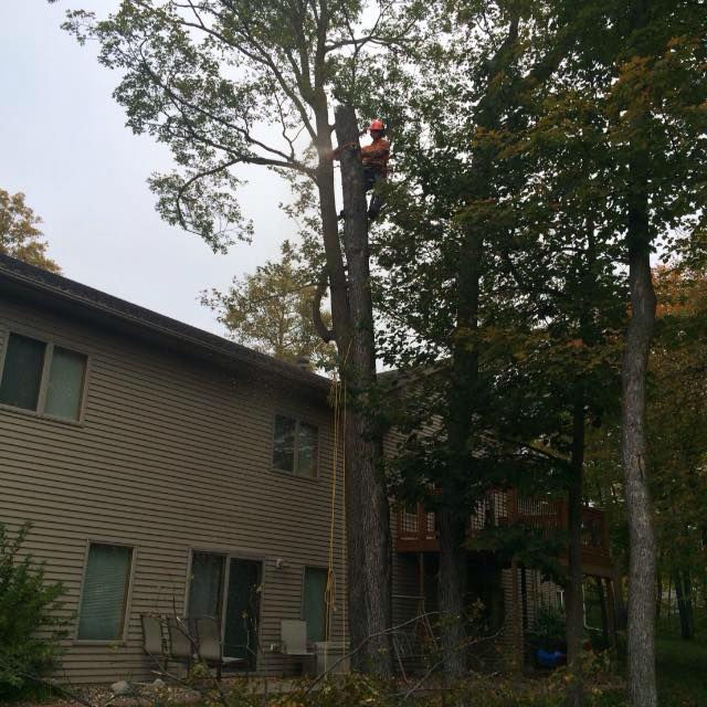 tree 3