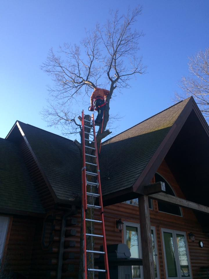 tree 1