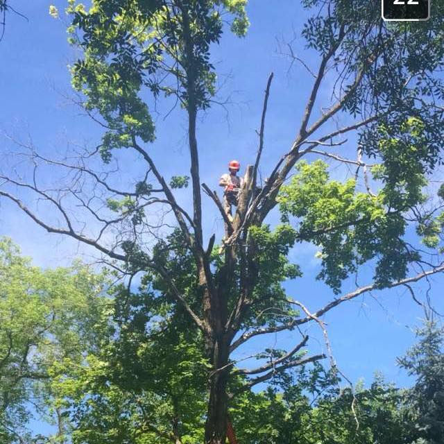 tree 2