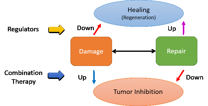 YJC Lab Project Graphic Abstract.gif