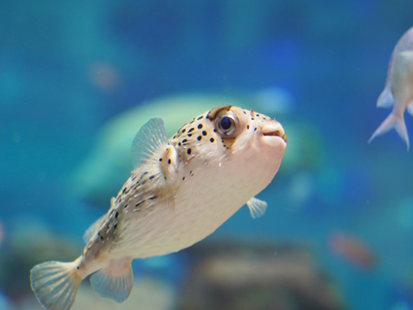 これ、どんな意味?! “a big fish in a small pond”