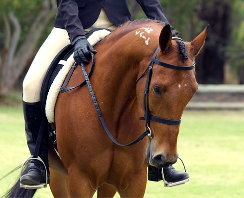 dressage%20rend%20renes_edited.png