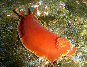 Dendrodoris fumata