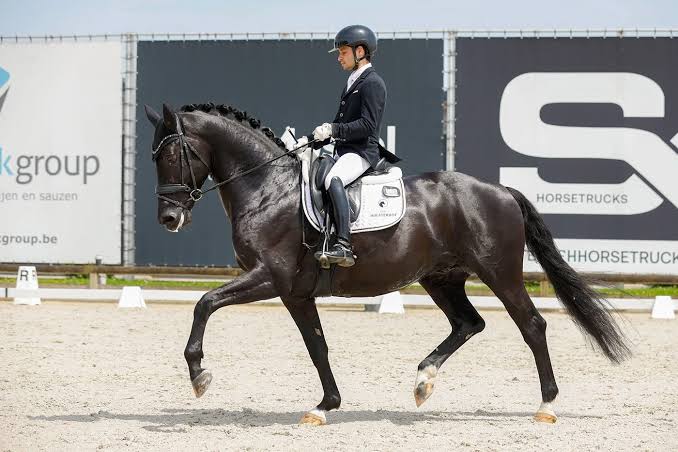 Vince VH Hulsterhof competes at the young horse Worlds