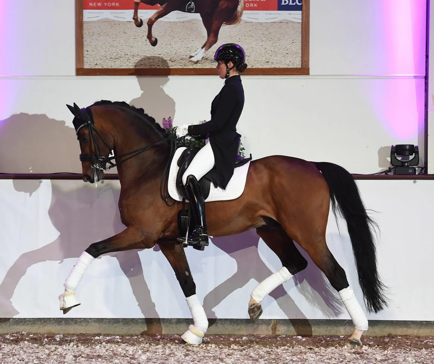 Donkey Boy offspring take two Danish championship titles