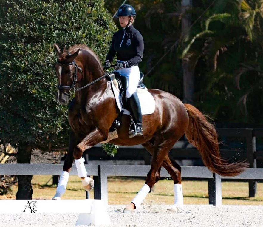 Viva Niro appears in North American Stallion Sport Test results