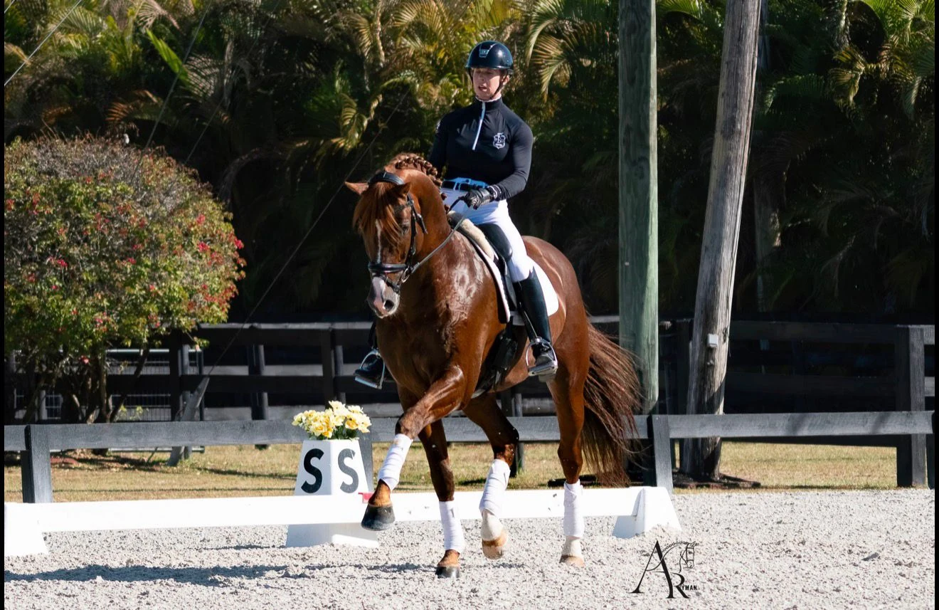Neil and Donkey Boy offspring progress in KWPN evaluations