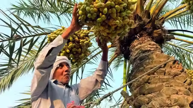 Are Iraqi Dates Safe for Diabetics? What the Science Says..
