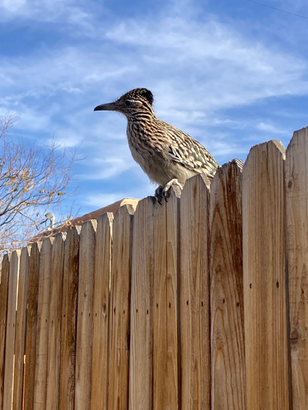 roadrunner
