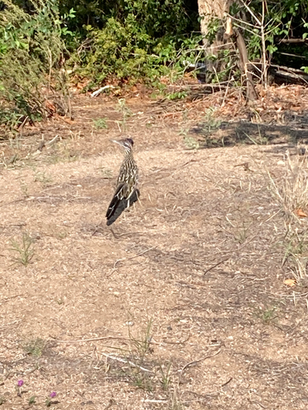 other_road_runner