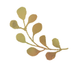 草左.png