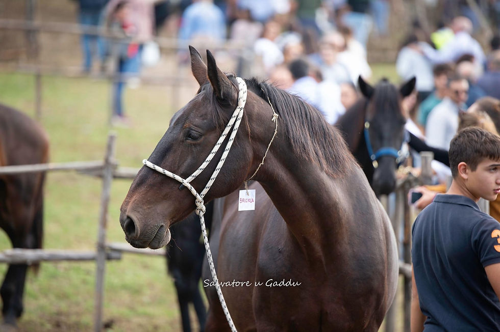 Un primo piano del cavallo sanfratellano messo di profilo.