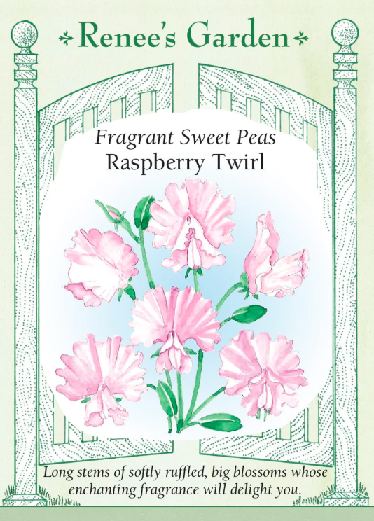 Thumbnail: Raspberry Twirl Sweet Pea Seedling