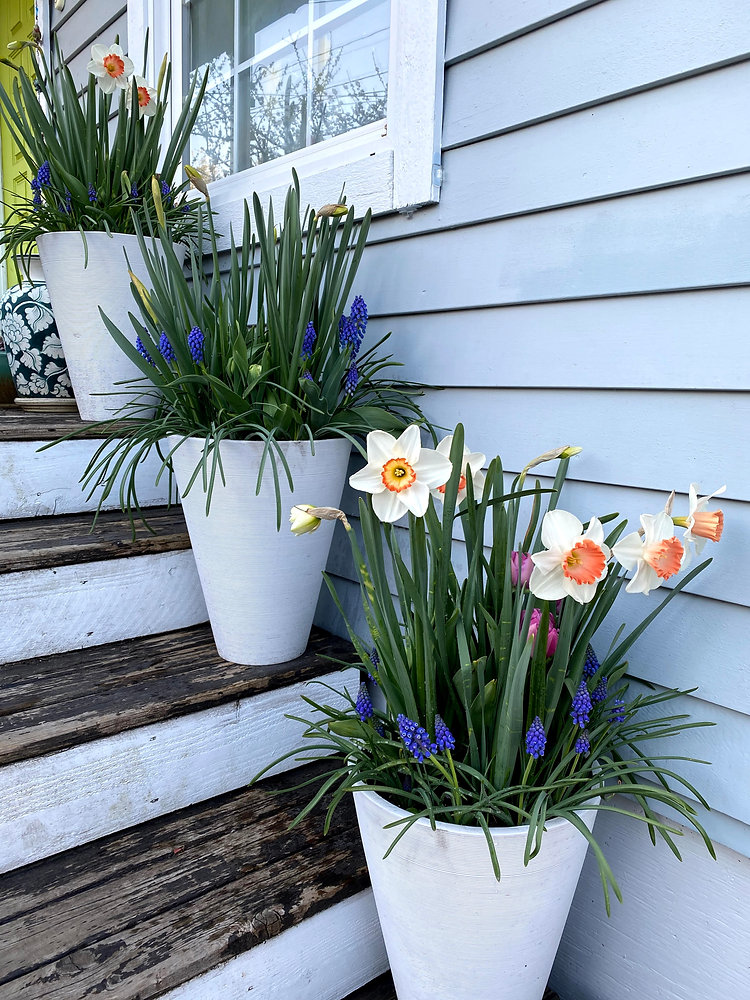 Flower Bulb Lasagna Grow Along, Part I Ordering Bulbs