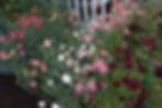 Scabiosa and Carnations.JPG