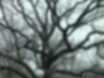 Our black walnut tree in winter.