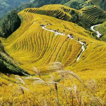 Rice Terrace