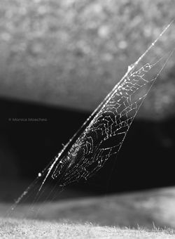IMG_2952