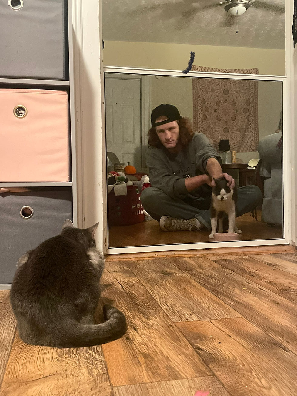 The History of Domesticated Cats: From Wild Hunters to Household Companions