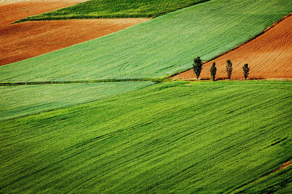 green grass field at daytime_edited.jpg