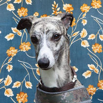 photo-output 9.JPGTerapihund, Skolehund, Besøkshund, Dyreassisterte intervensjoner