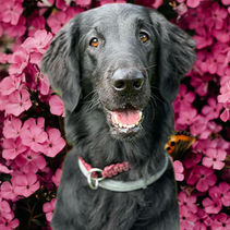 🏅 Navn: Lila 😎 Kallenavn: Smilus 📚 Utdanning: Besøks - og terapihund 🐶 Rase: Flatcoate