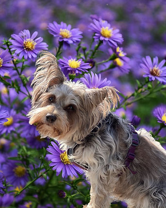 🏅 Navn_ Alita 😎 Kallenavn_ Litta 📚 Utdanning_ Besøkshund 🐶 Rase_ Bishon Havanies, Cari