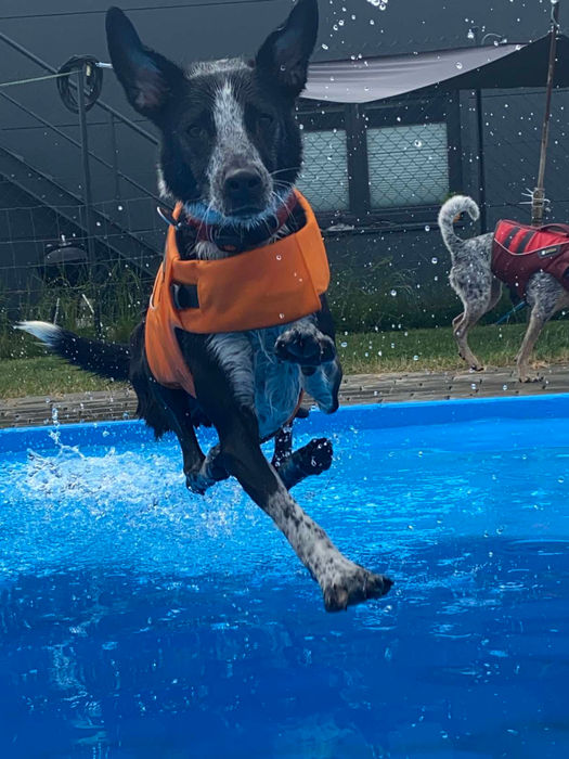 Fitdog Tierphysiotherapie Steinsel
