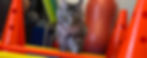 Cat approaching the camera in a room full of physiotherapy material
