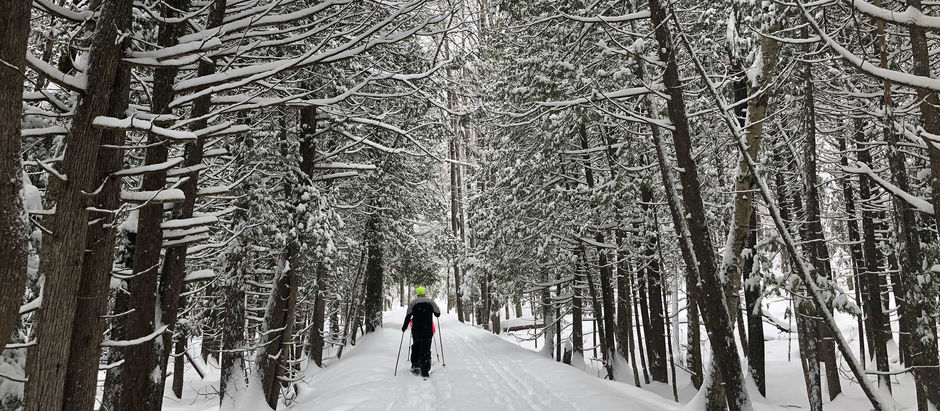 Person in winter gear skiing along a snowy path between trees. Snow-covered branches create a serene, wintry forest setting.