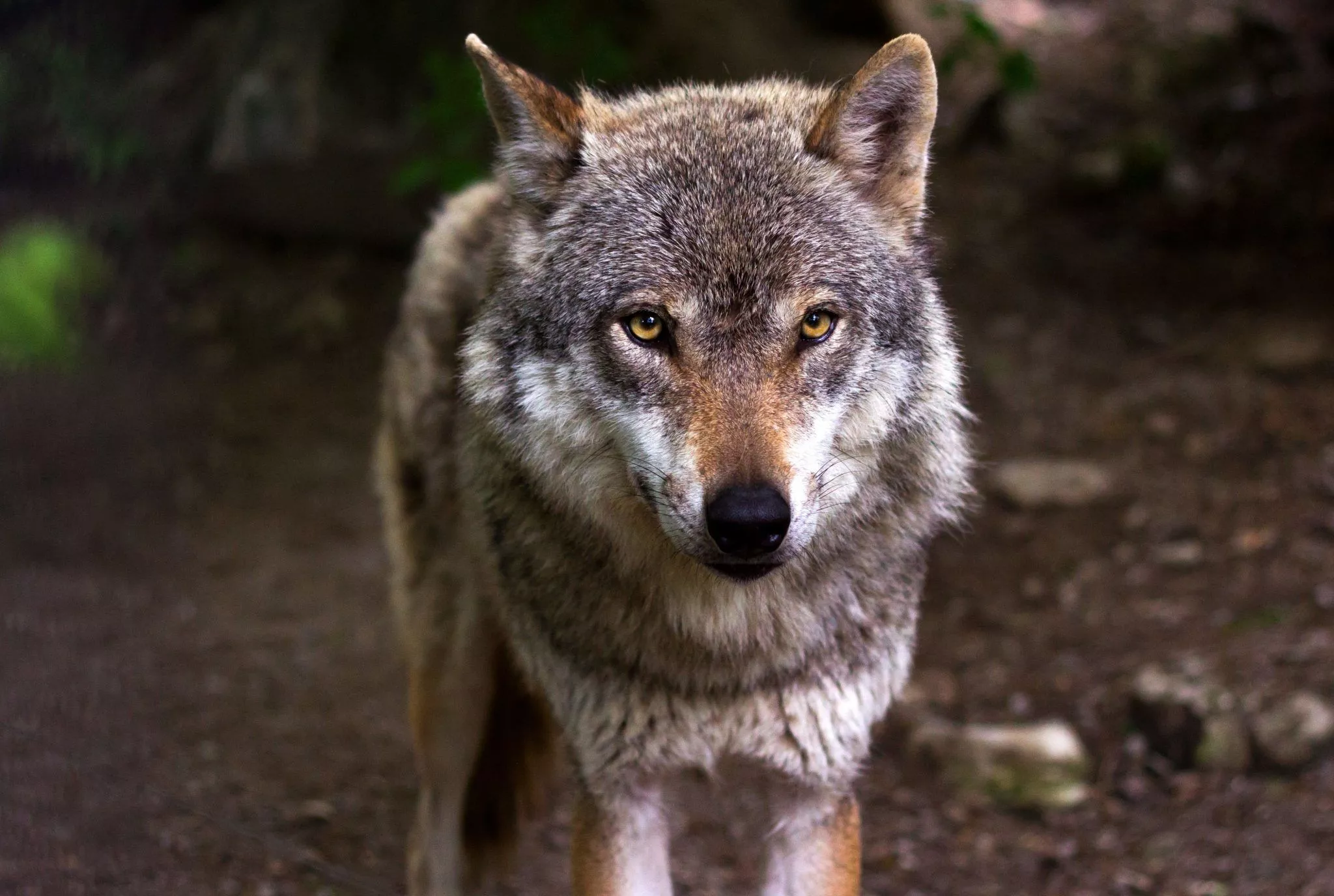 Atelier méditatif : « A la rencontre de votre animal totem »