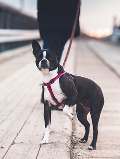 Boston Terrier on training walk in Deptford