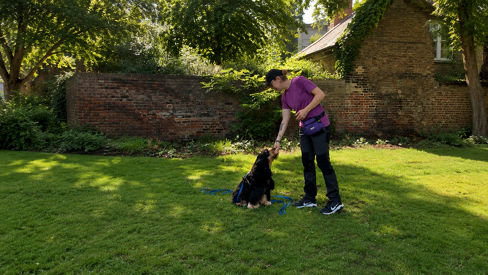 Reward-based dog trainer working with a Cocker Spaniel in a South East London park