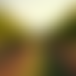 Savor the Essence of Italy with Chianti Wine Tours