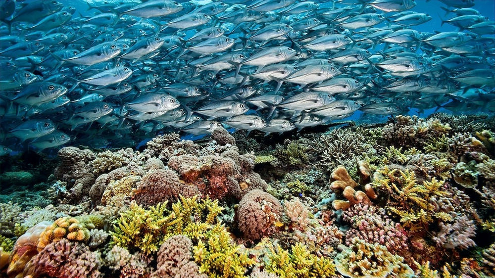 Top Diving Spots in the Philippines, Your Ultimate Guide top Diving