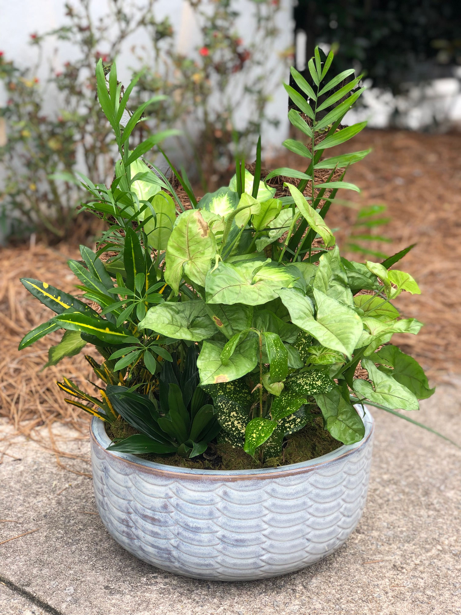 Dish Garden