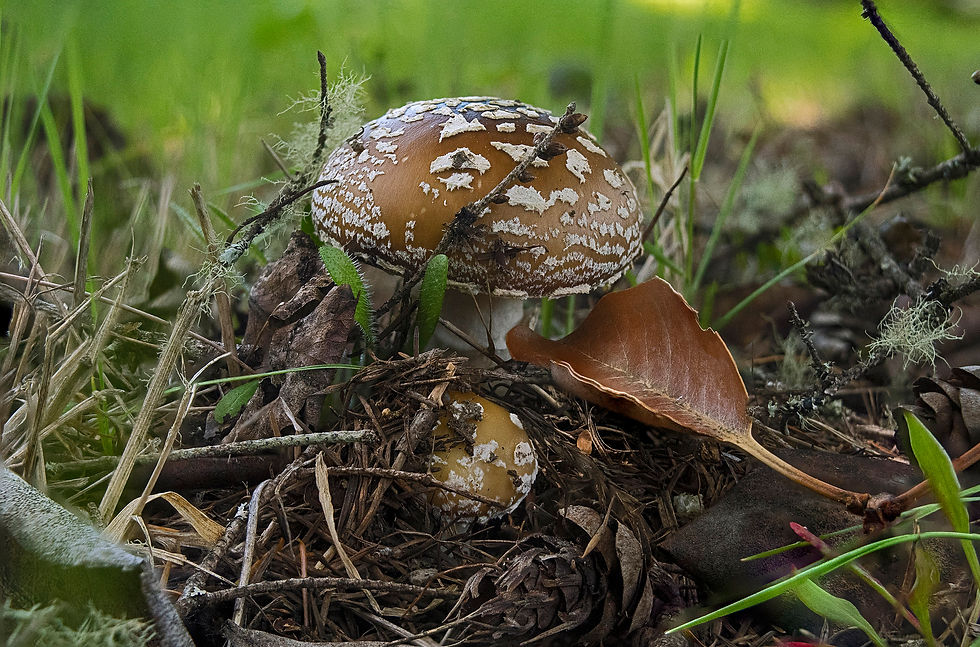 Live Amanita pantheroid mushroom